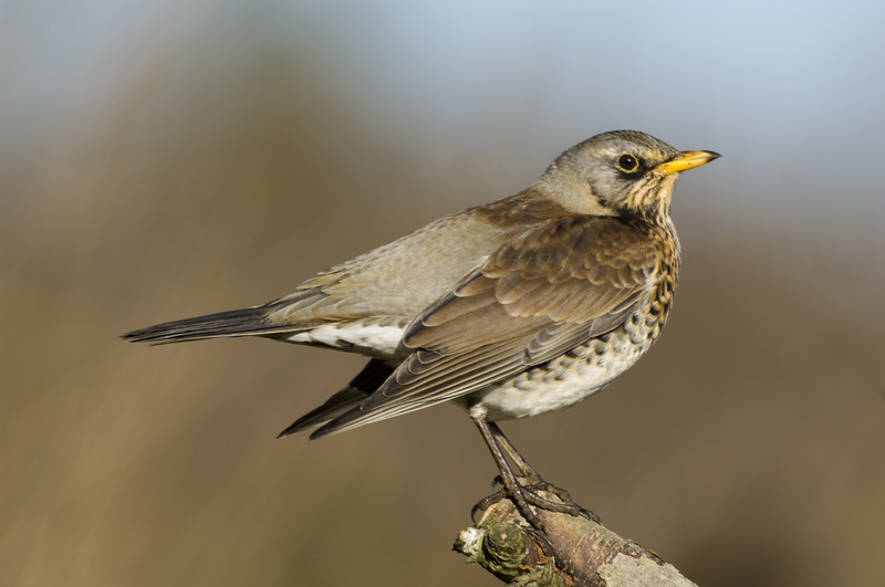 Fieldfare © Derek Middleton