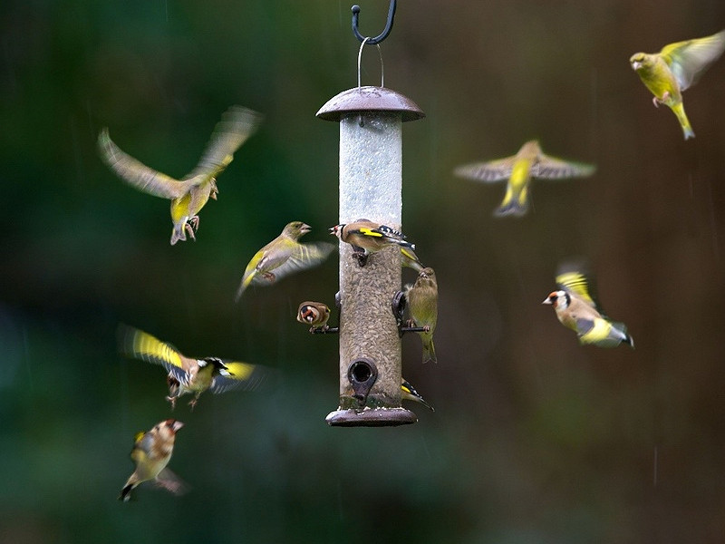 Feed the birds