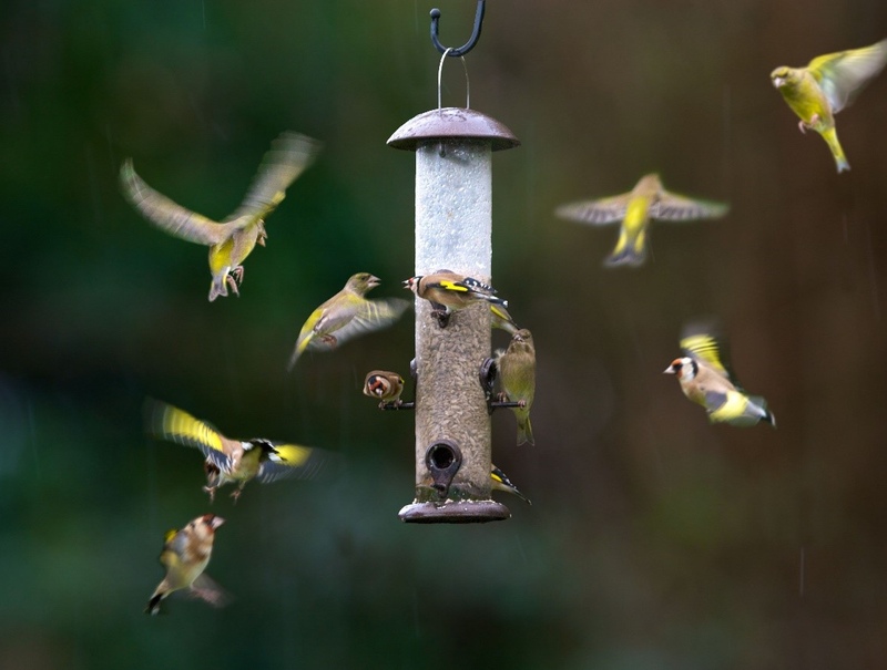 Feed the birds
