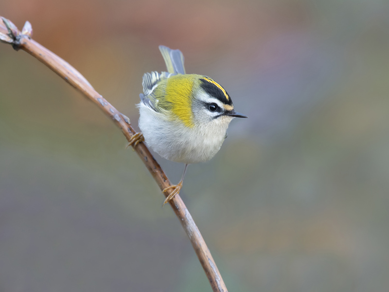 Firecrest © Bob Eade