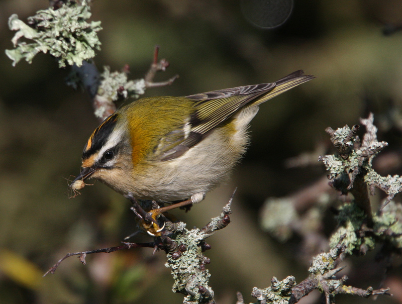Firecrest