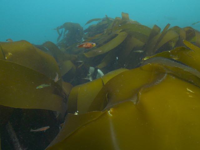 Kelp © Andy Jackson