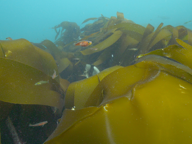 Three years of the Sussex Kelp Recovery Project