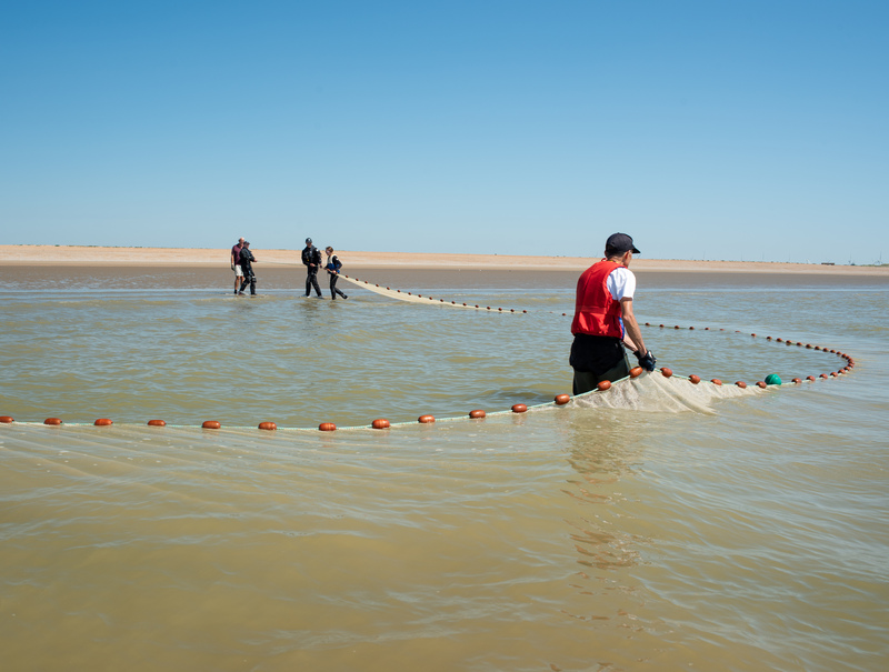Small fish survey