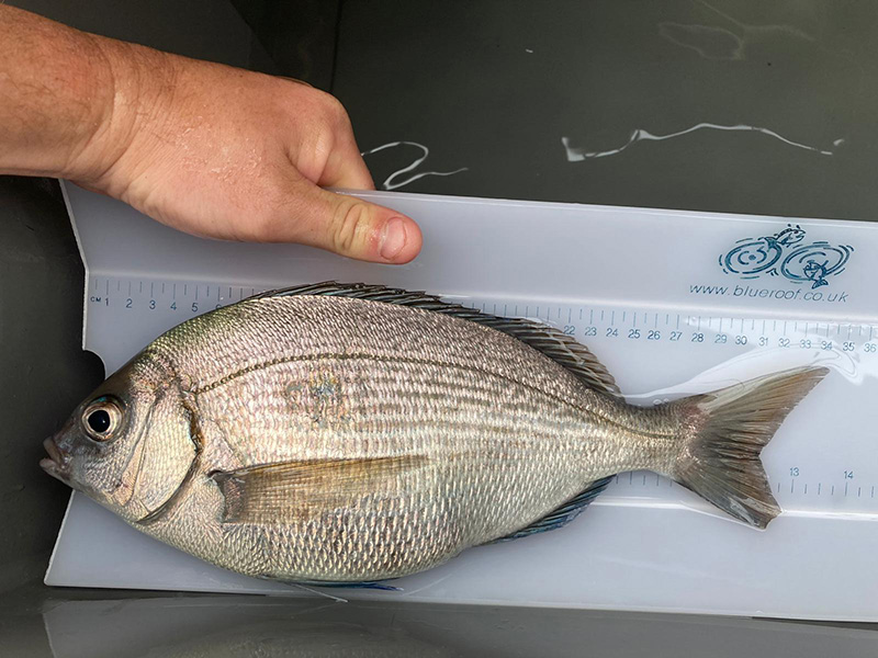 Fish intel