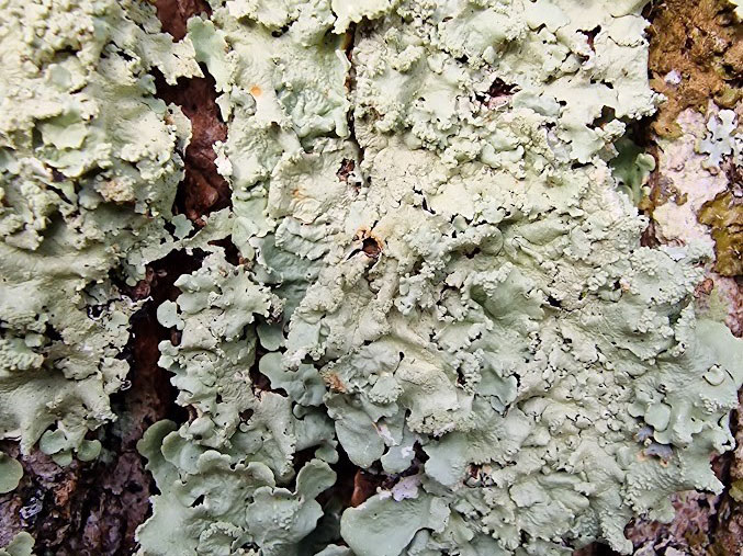 Flavoparmelia soredians