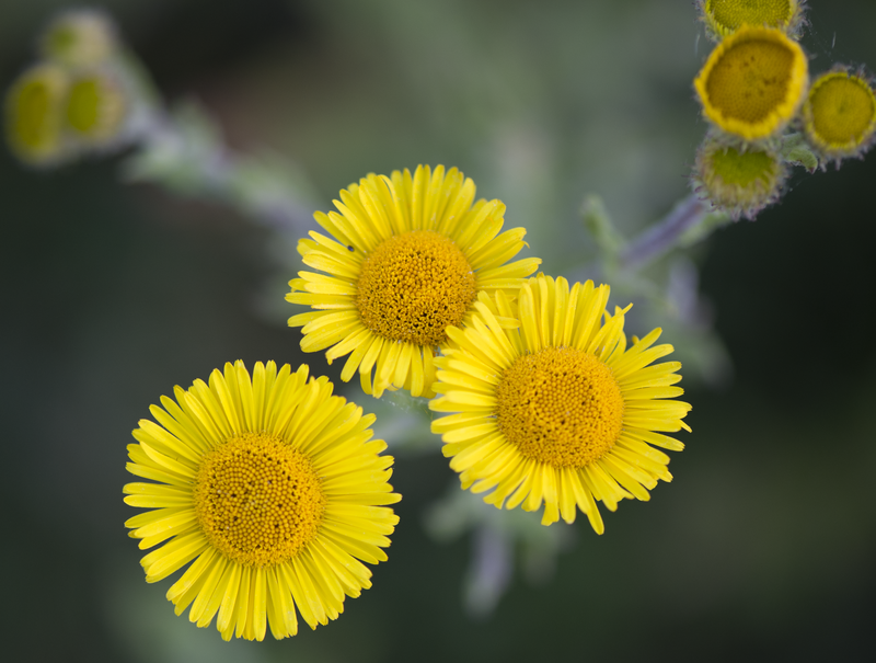 Common Fleabane