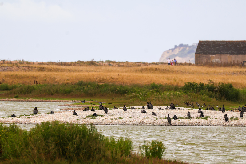 Cormorants at Rye Harbour Nature Reserve © Kai Hilton