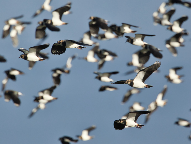 Lapwing