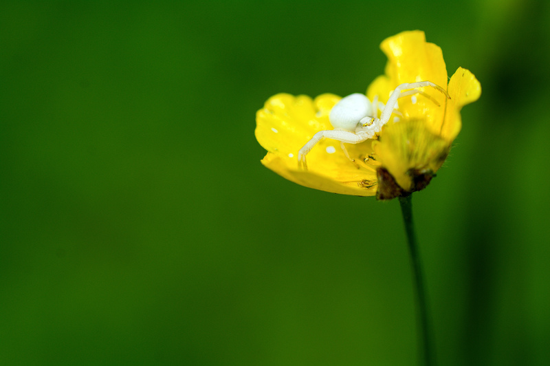 Flower Crab Spider © Emma Chaplin Flower Crab Spider © Emma Chaplin