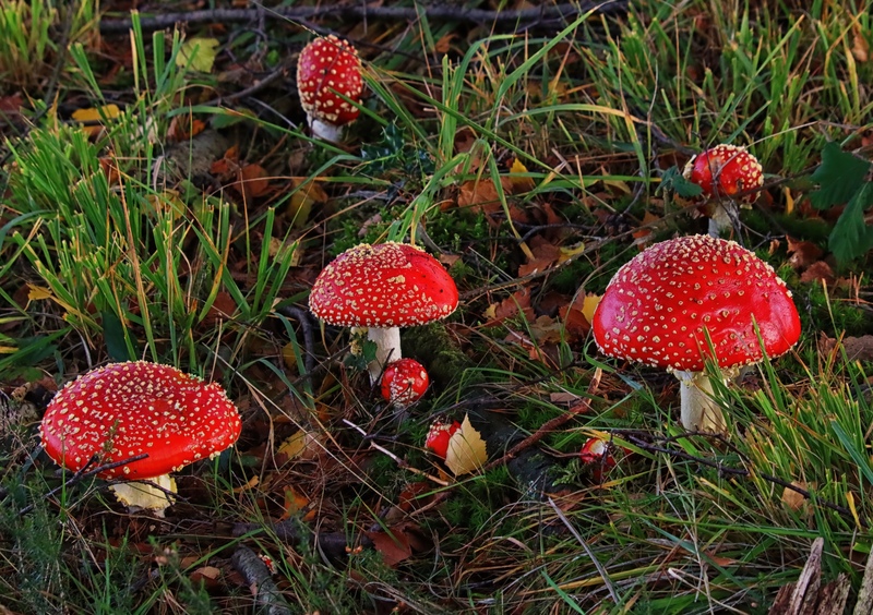 Fly Agaric at Old Lodge © John Lauper