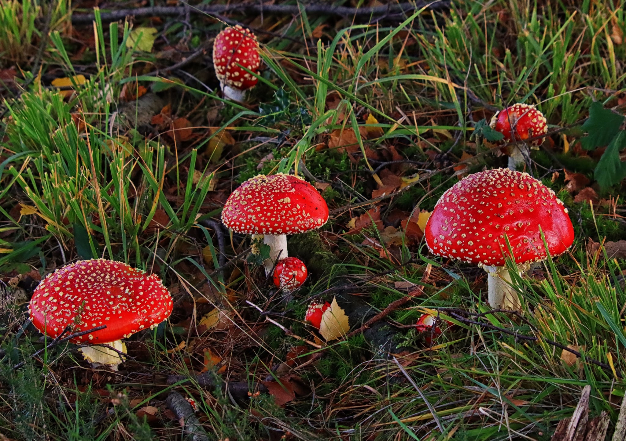 Fly Agaric © John Lauper Fly Agaric © John Lauper