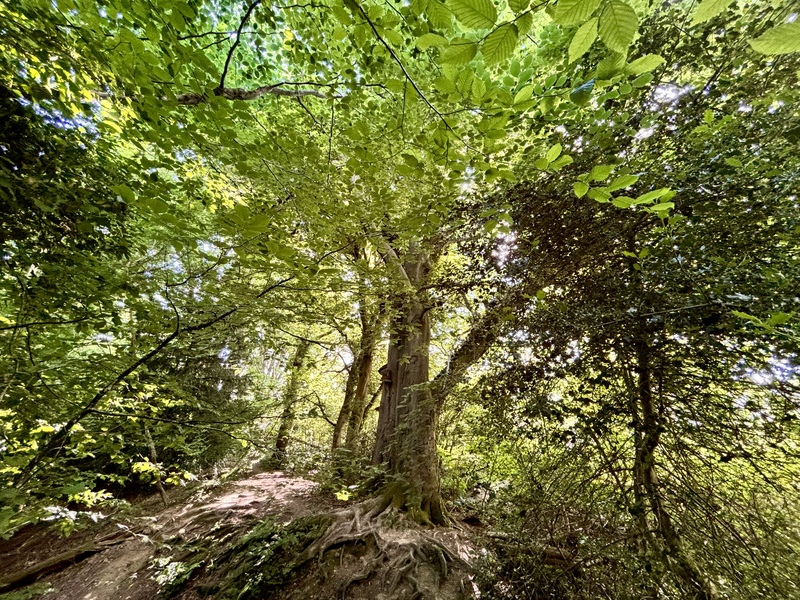 Four Acre Wood Michelle Thomasson