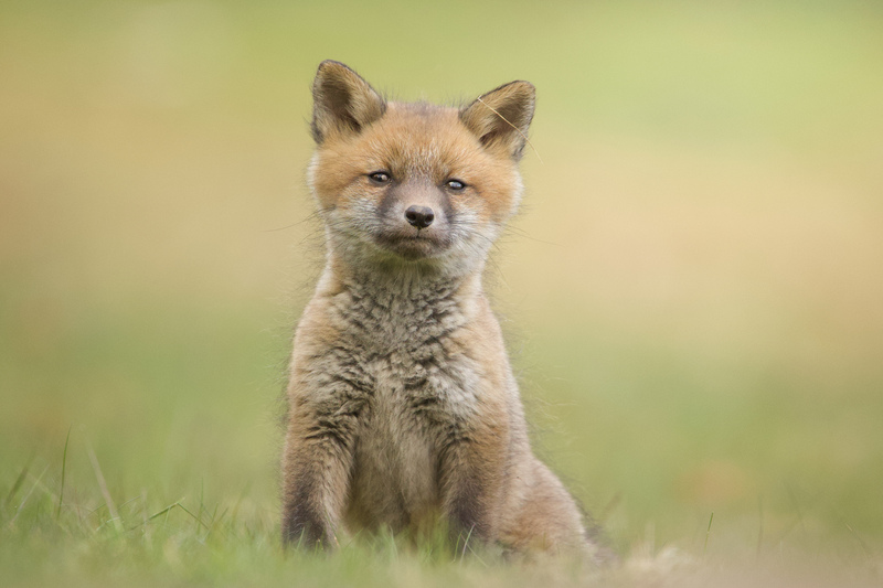 Fox cub