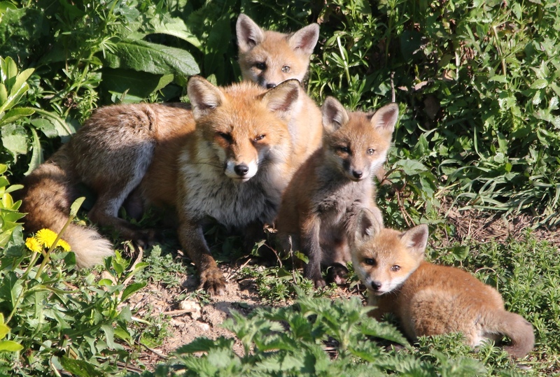 Fox family Fox family