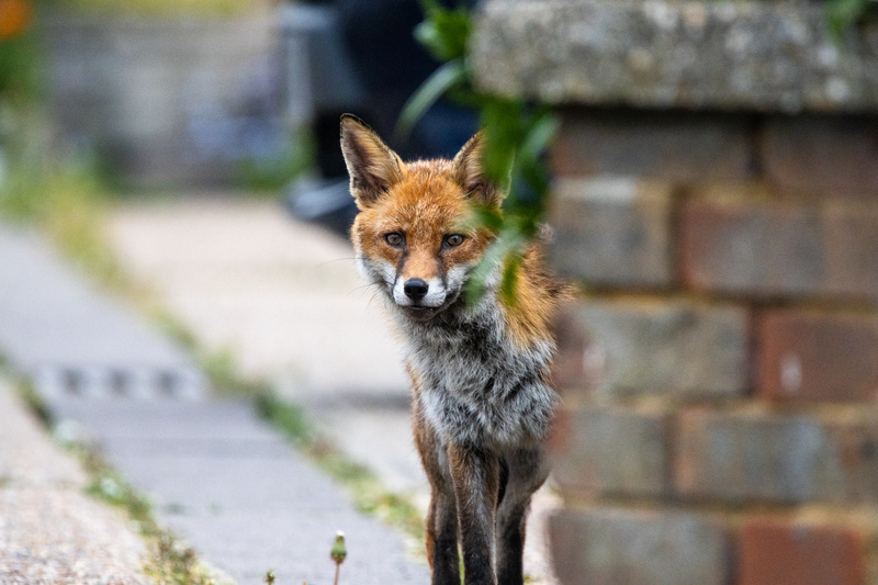 Fox © Stephen Redden