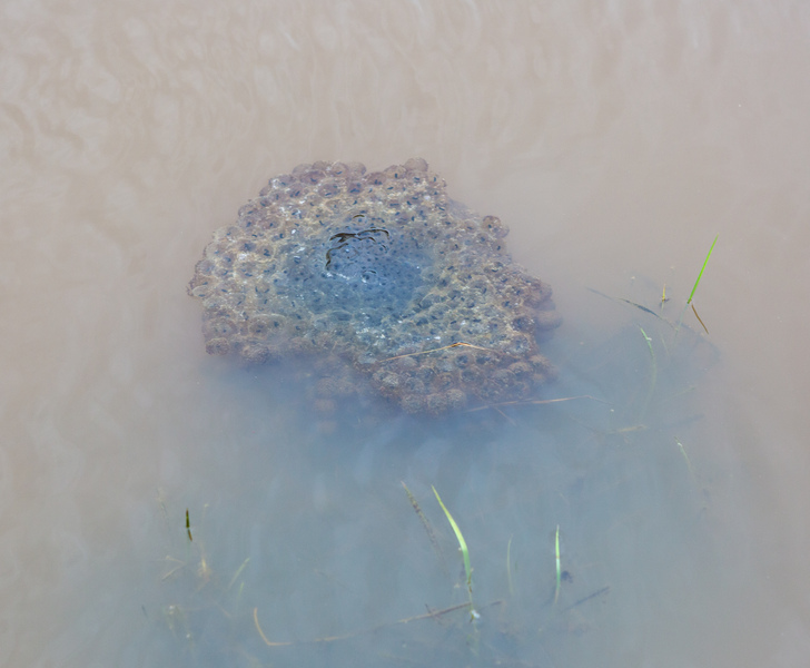 Frog spawn in one of the scrapes © Roz Bassford