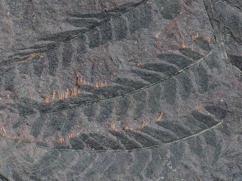 Frond of a fern found at Fairlight © Hastings Museum