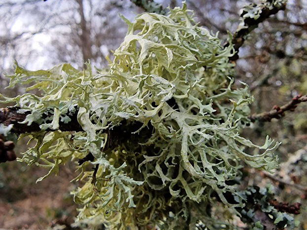 Oakmoss