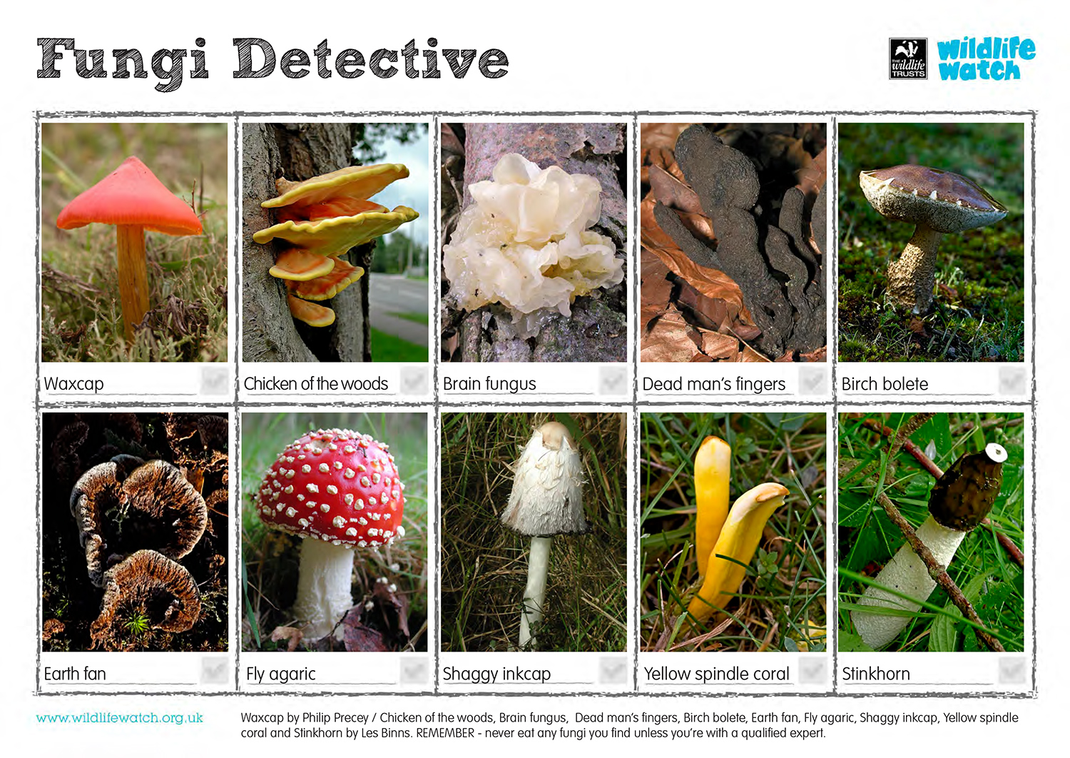 FungiDetective