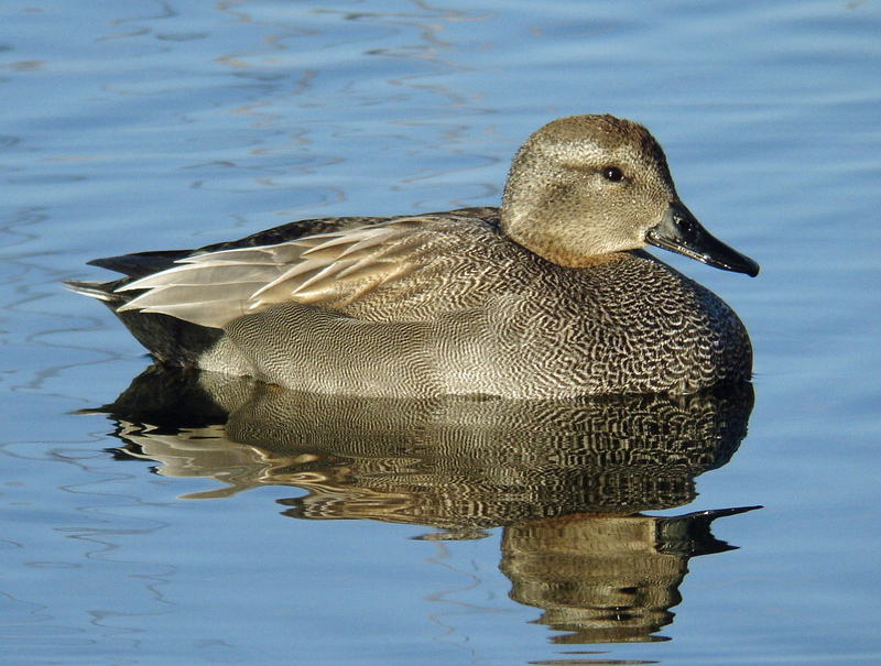 Rye Harbour Nature Reserve Wildlife Sightings: January 2024
