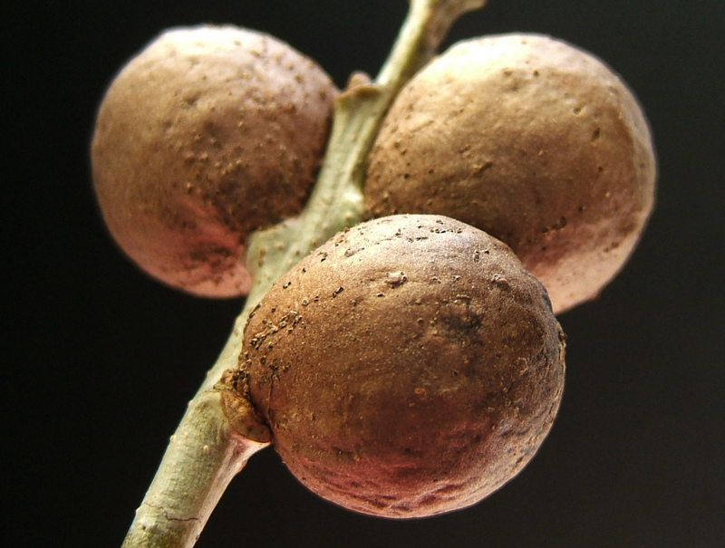 Marble Gall