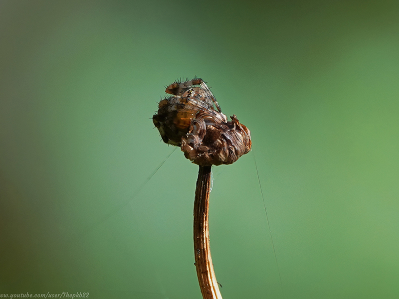 Garden Cross spider disguised on an old flower head © PK