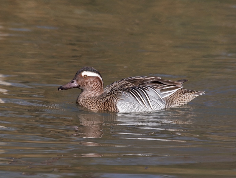 Garganey