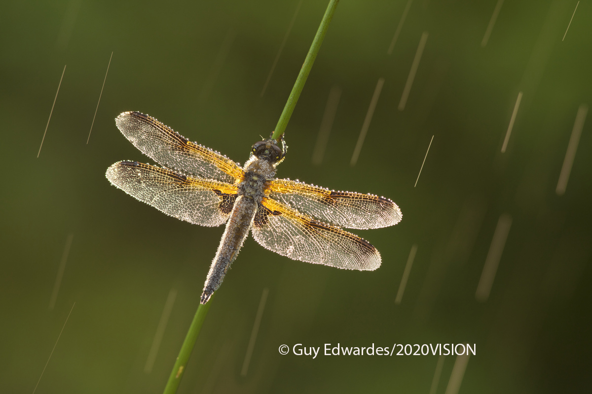 Four-spotted Chaser Four-spotted Chaser