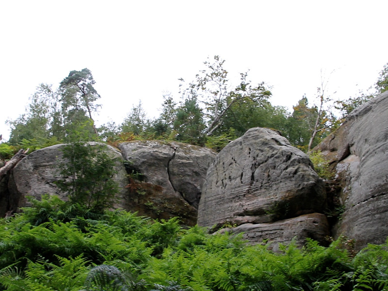 A bedrock for biodiversity: the vital role of geodiversity at Eridge Rocks