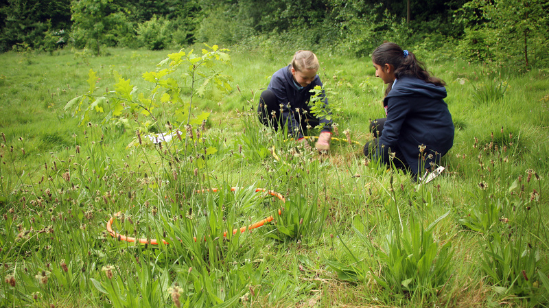 Tree mapping at Maidenbower Junior School © Sam Roberts