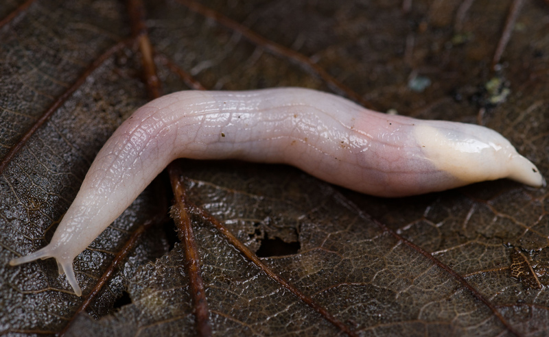 Ghost Slug © Brian Eversham