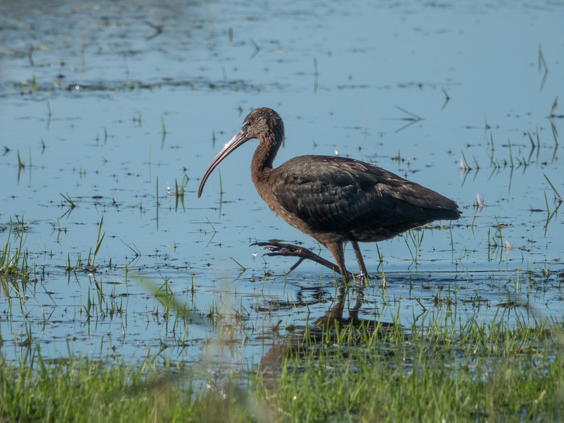 Rye Harbour Nature Reserve Wildlife Sightings: September 2025