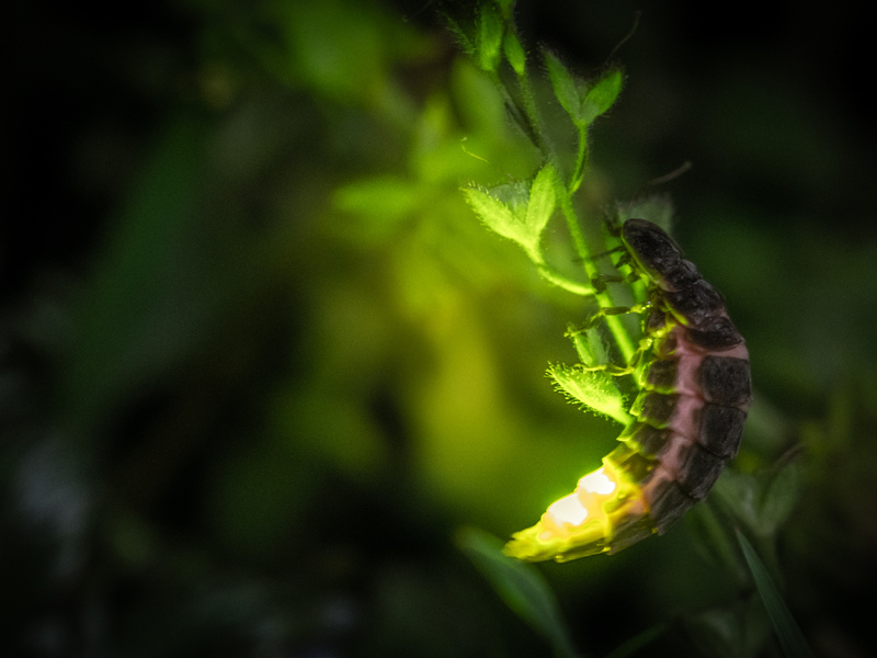 Glow-worms and the magic of bioluminescence