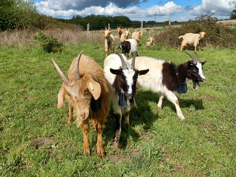 Goats at Butcherlands © Abi Haidemenos