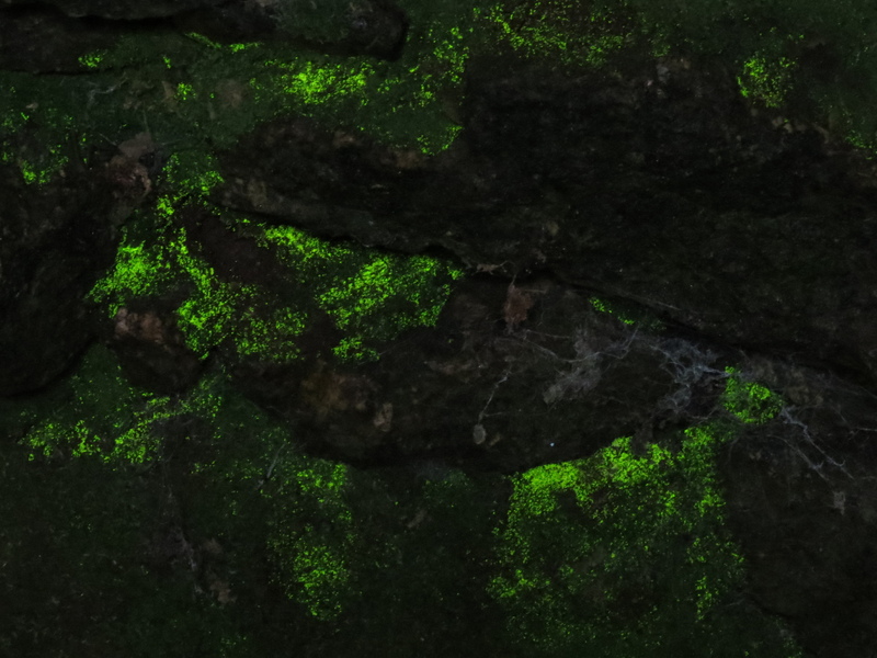 Goblin's Gold © Tom Hibbert