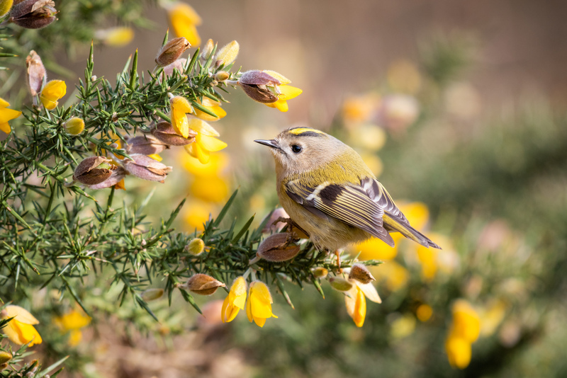 Goldfinch © Piers Fearick