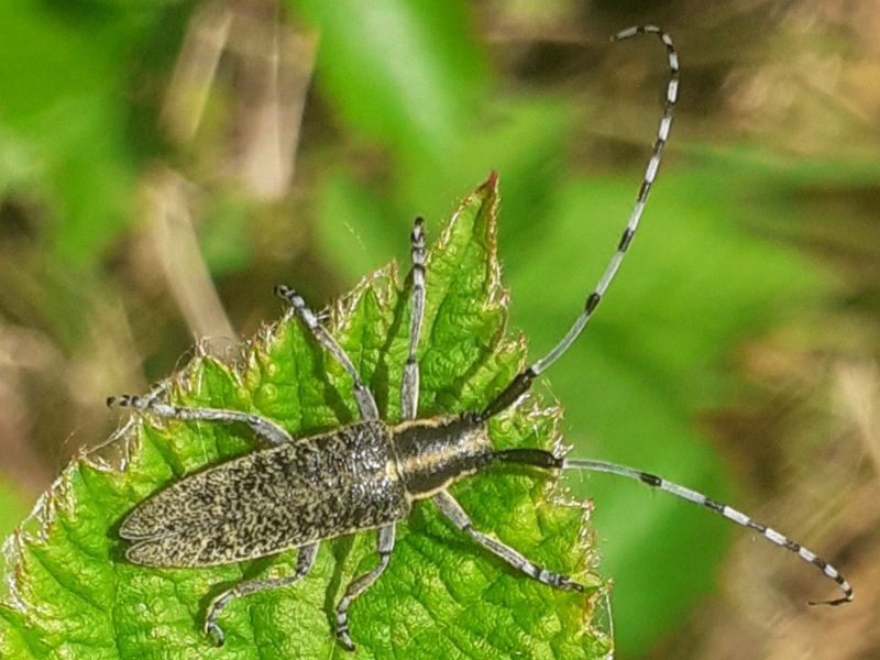 Golden-bloomed Grey Longhorn Beetle © David Bentley