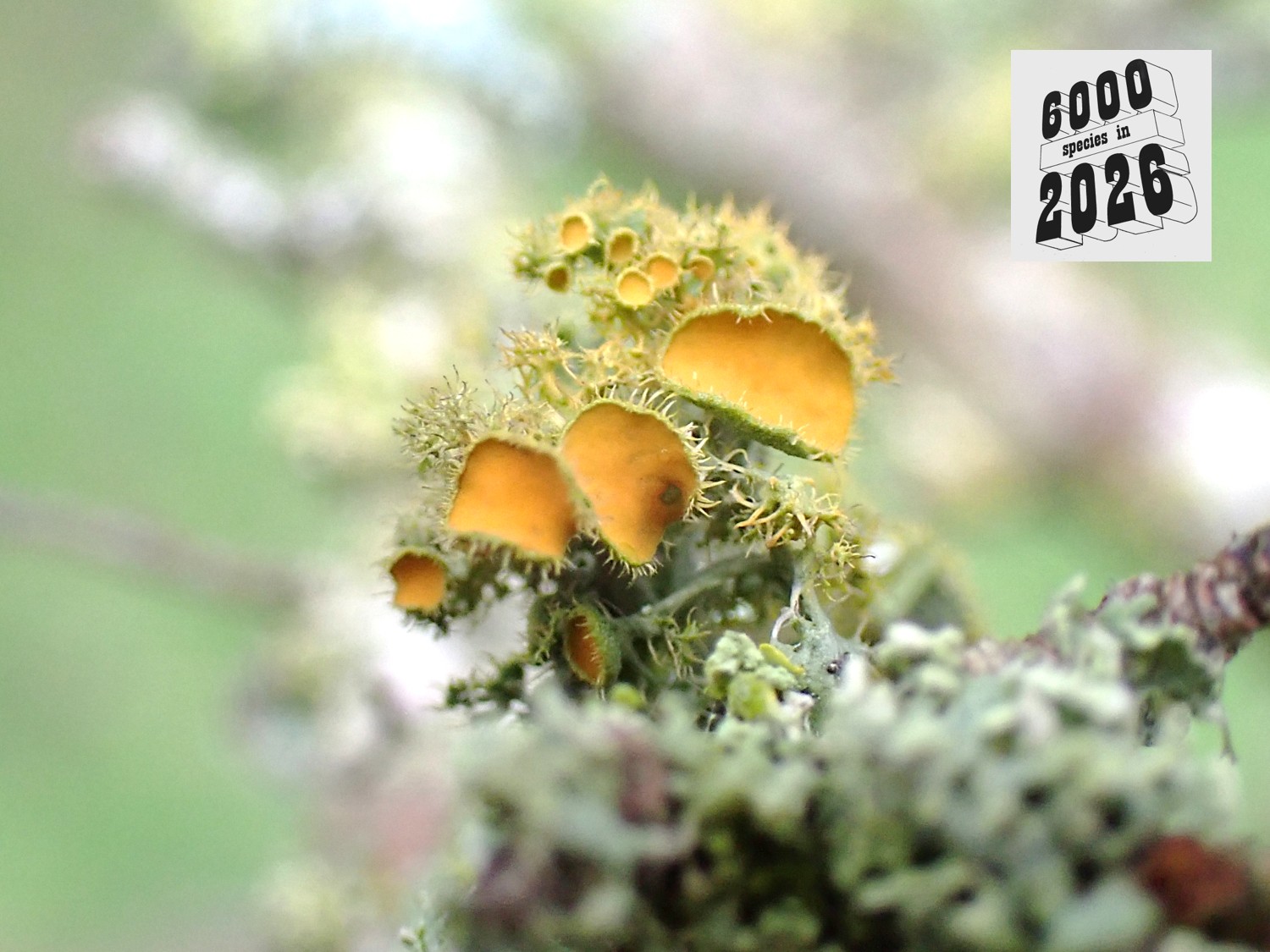 Golden-eye Lichen (Teloschistes chrysophthalmus) - Graeme's 1000th species, recorded on 25 January at Sullington Manor Farm
