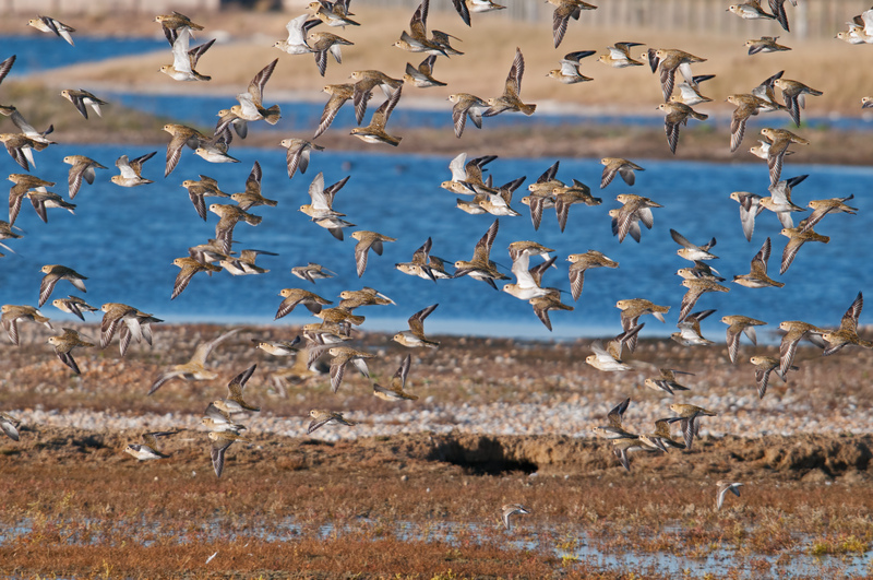 A flock of golden plovers flying over water and shingle.