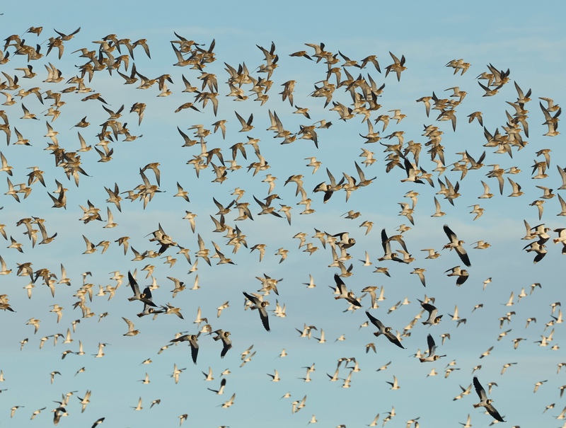 Golden Plover