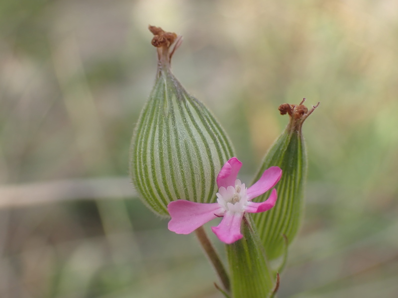 Sand Catchfly © Graeme Lyons