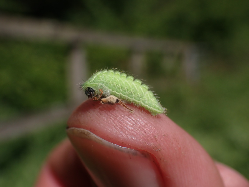 Brown Hairstreak larva © Graeme Lyons