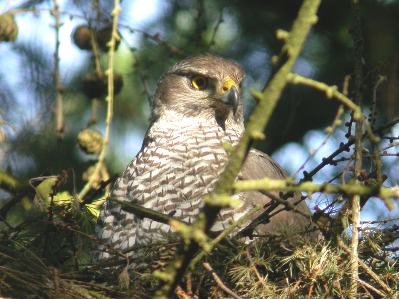 Who's who in the world of Birds of Prey