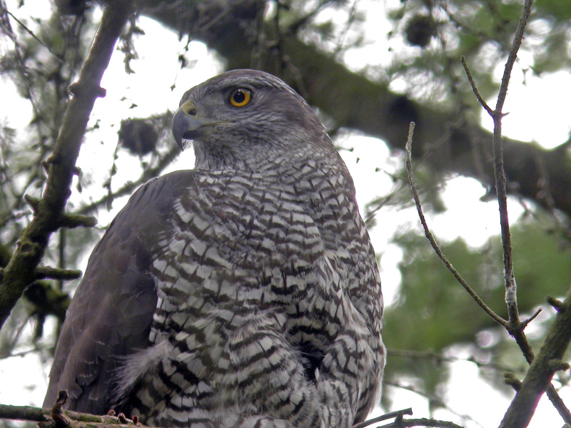 Goshawk © Paul Marten