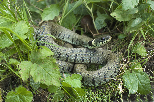 Native Reptile Ecology and Surveying (06/09/2023)