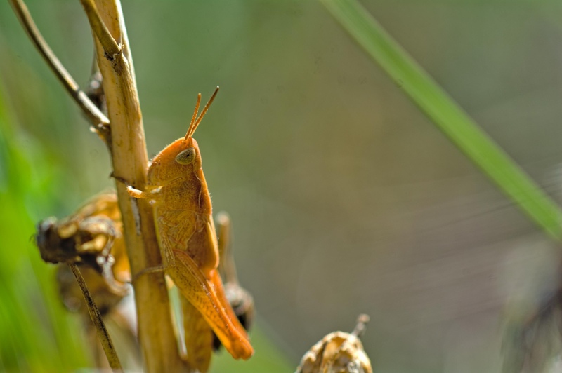 Grasshopper © Matt Rich