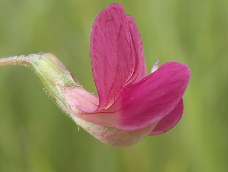 Grass Vetchling