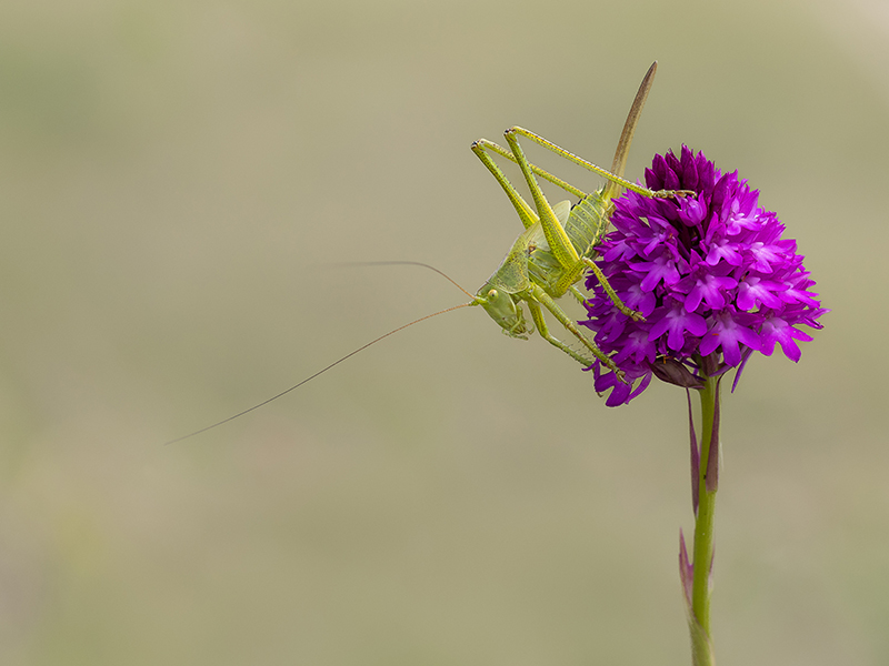 Great Green Bush-cricket