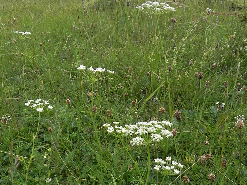 Great Pignut © Nick Sturt